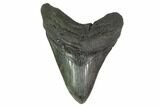 Fossil Megalodon Tooth - South Carolina #135453-1